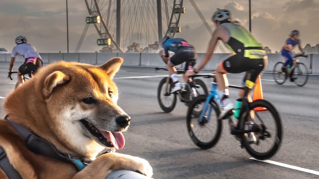 Singapore T100 spectators dog